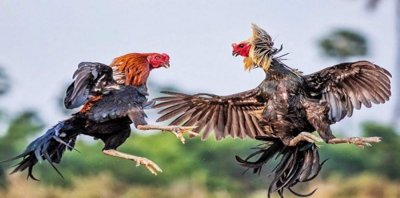 Cách tính điểm của đá gà ăn 8 là gì