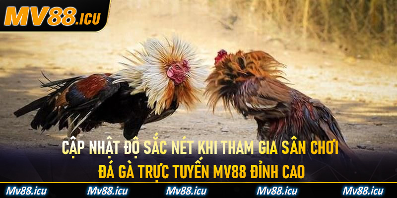 Cập nhật độ sắc nét khi tham gia sân chơi đá gà trực tuyến Mv88 đỉnh cao