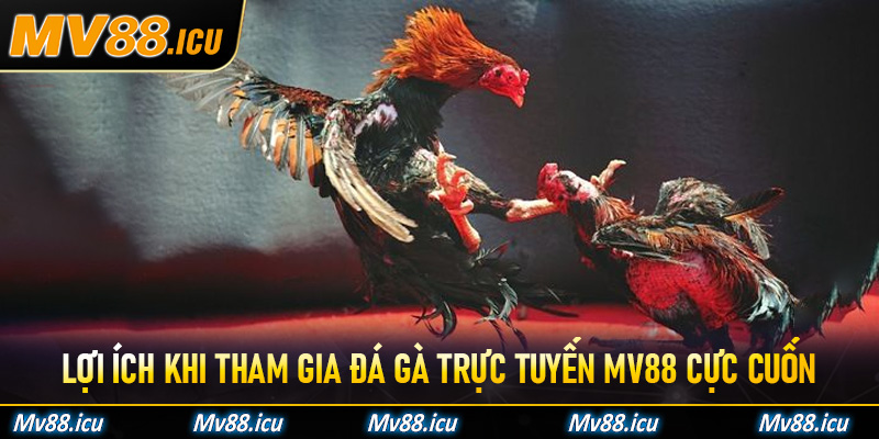 Tổng hợp các loại kèo cược đá gà đỉnh cao tại Mv88