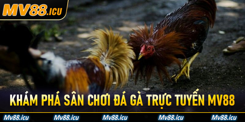 Khám phá đá gà trực tuyến Mv88