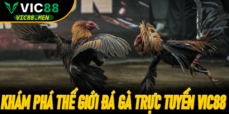 Khám phá thế giới Đá Gà Trực Tuyến Vic88