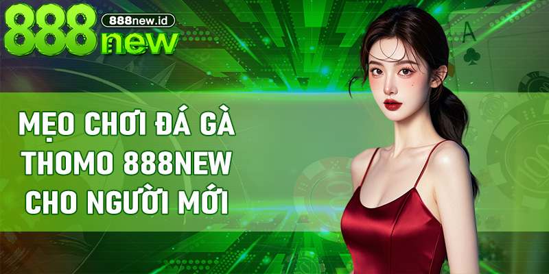 Mẹo chơi Đá Gà Thomo 888new cho người mới